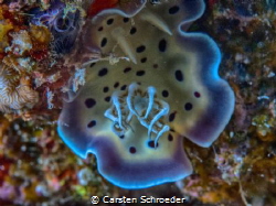 Nice Nutri by Carsten Schroeder 